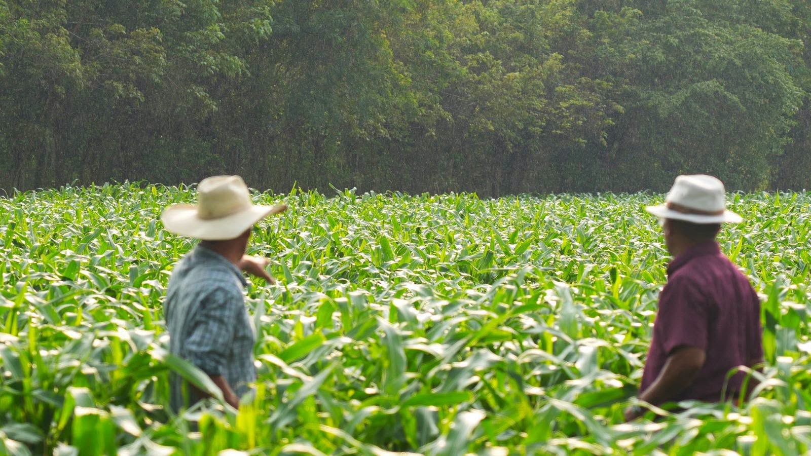 Productores