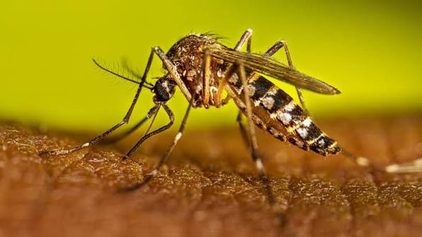 La lucha es erradicar este mosquito transmisor del dengue.