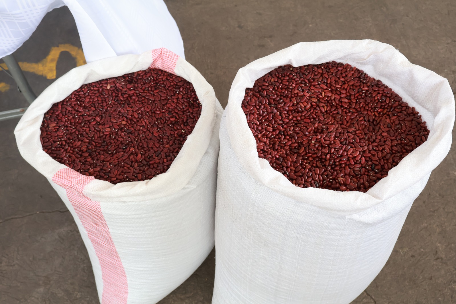 Productores de frijol recibirán semillas e insumos para aumentar la producción ante los efectos de la falta de agua. ·