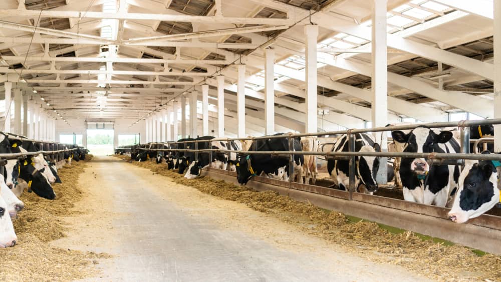 granjas-de-vacas-1.jpg
