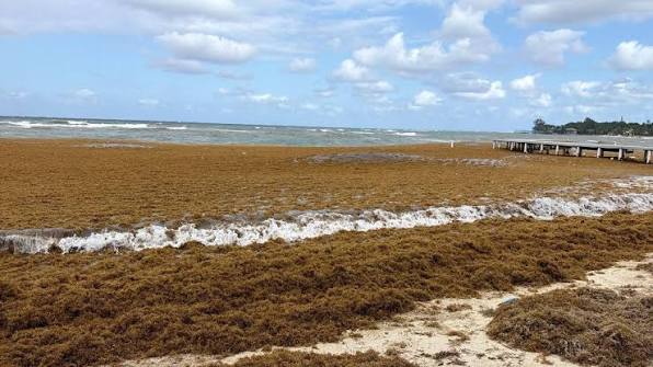 El sargazo ha sido uno de los desafíos que el caribe hondureño ha enfrentado.