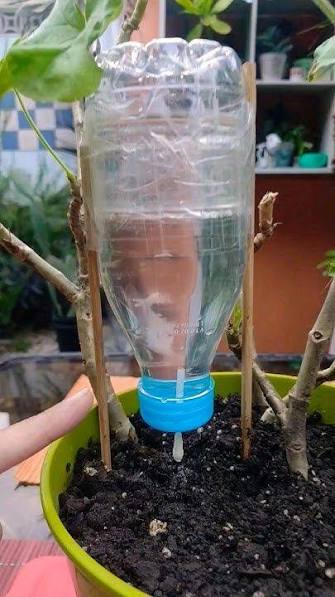 aguaaa con plantas.jpeg