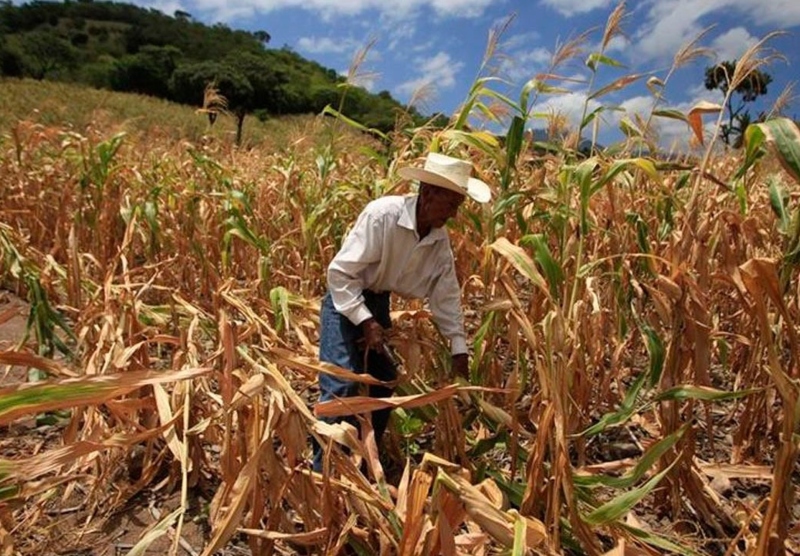 Sequía en Honduras deja perdida de cultivos