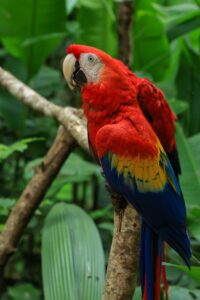 Liberación de 12 guacamayas