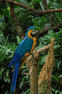 Guacamaya Fest