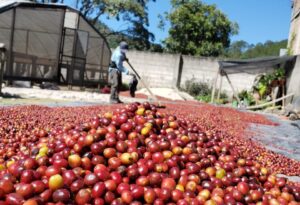 Exportación de Café