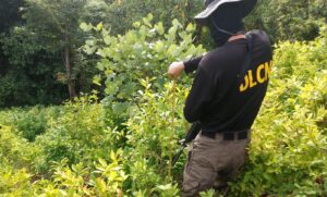 DLCN desmantela droga en Colón