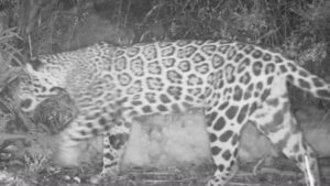 Jaguar en la montaña del Merendón