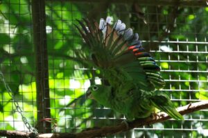Guacamaya Fest