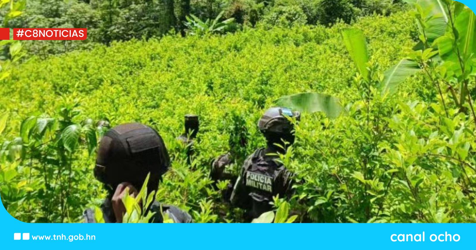 FF. AA. aseguran más de 180 mil plantas de hoja de coca en Colón