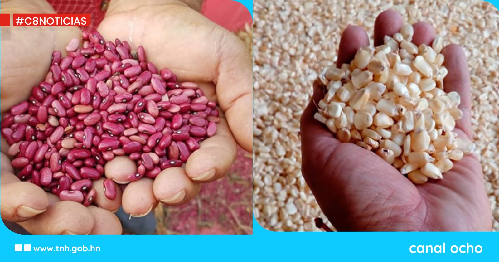 SAG lanza nuevas variedades de semillas de frijol y maíz