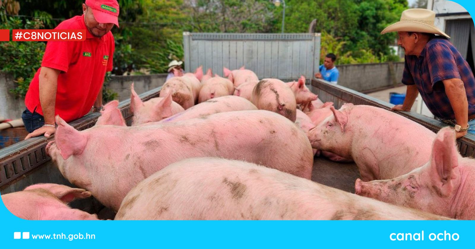 Gobierno realiza segunda entrega de cerdos a Cajas Rurales de El Paraíso