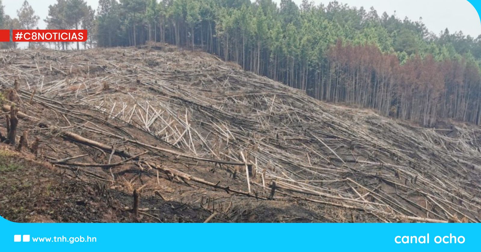 Fiscalía de Comayagua investiga tala de más de mil árboles en zona núcleo del PANACOMA