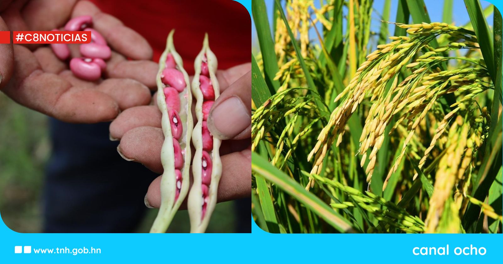 SAG-Dicta dispone de semillas de alto valor genético para la producción de granos básicos