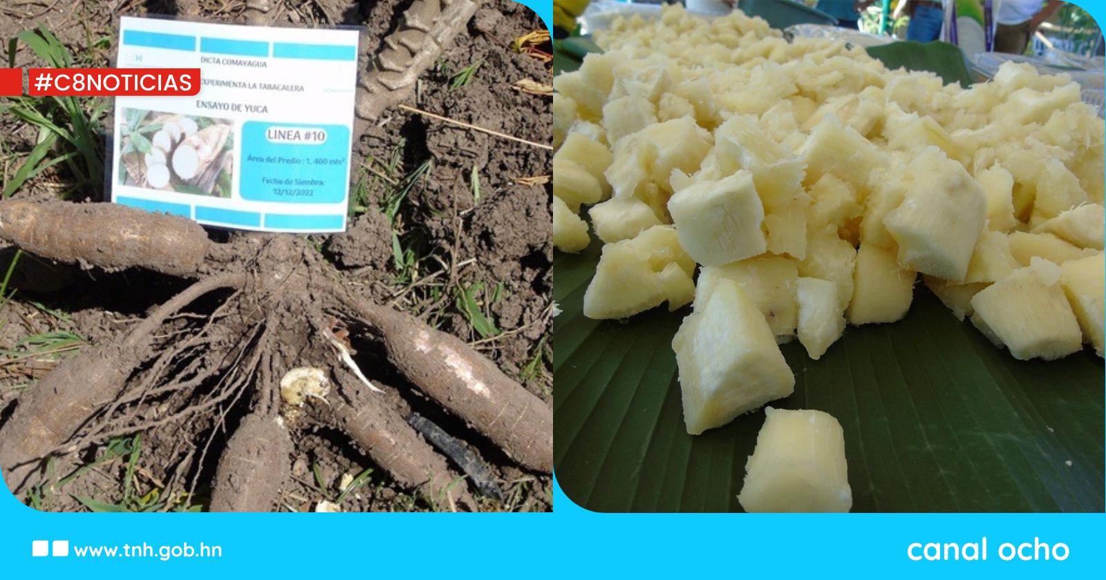Nuevos productores de Olancho cultivarán plátano y yuca para su comercialización