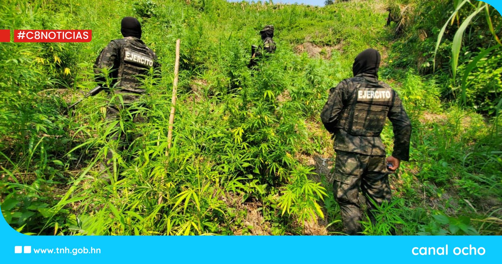FF. AA. identifican 6 mil arbustos de marihuana en Tocoa, Colón