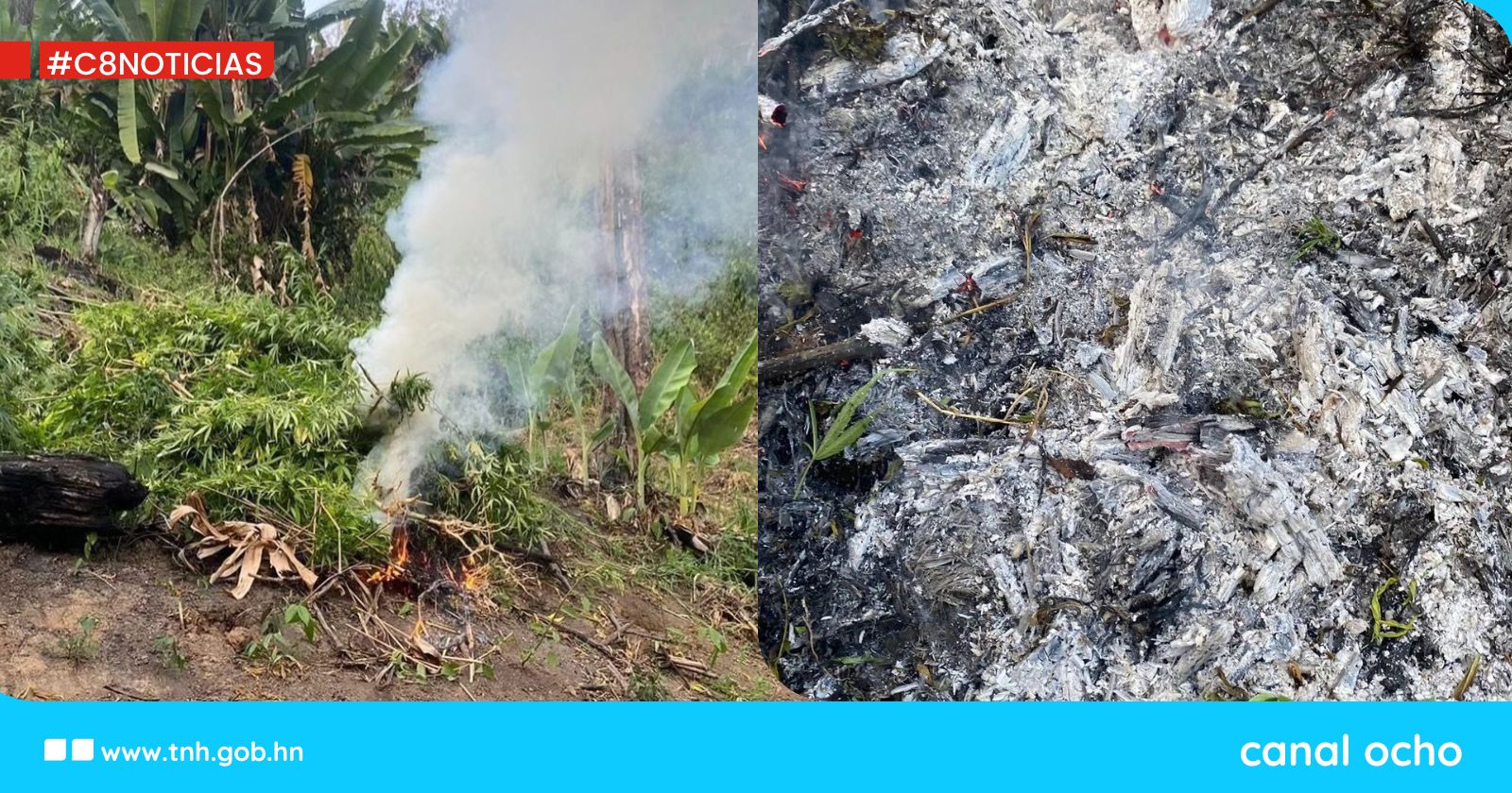 Incineran 40 mil arbustos de marihuana en Saba, Colón