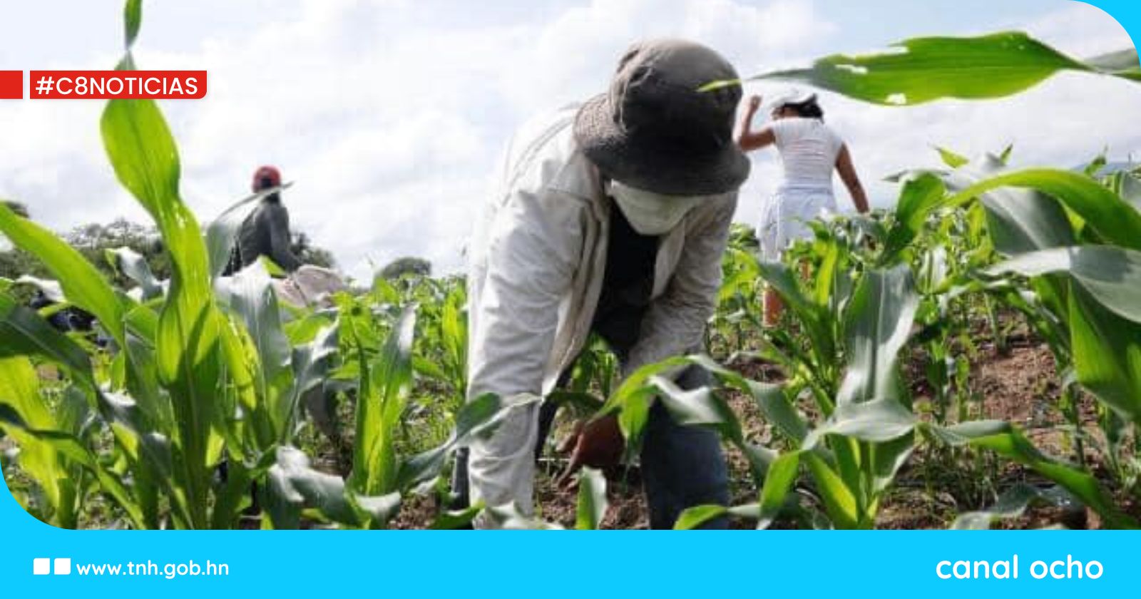 IICA destaca política agroalimentaria de Honduras para el desarrollo rural y agrícola