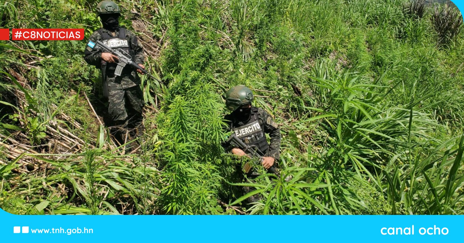 FF. AA. aseguran plantación de marihuana en Colón