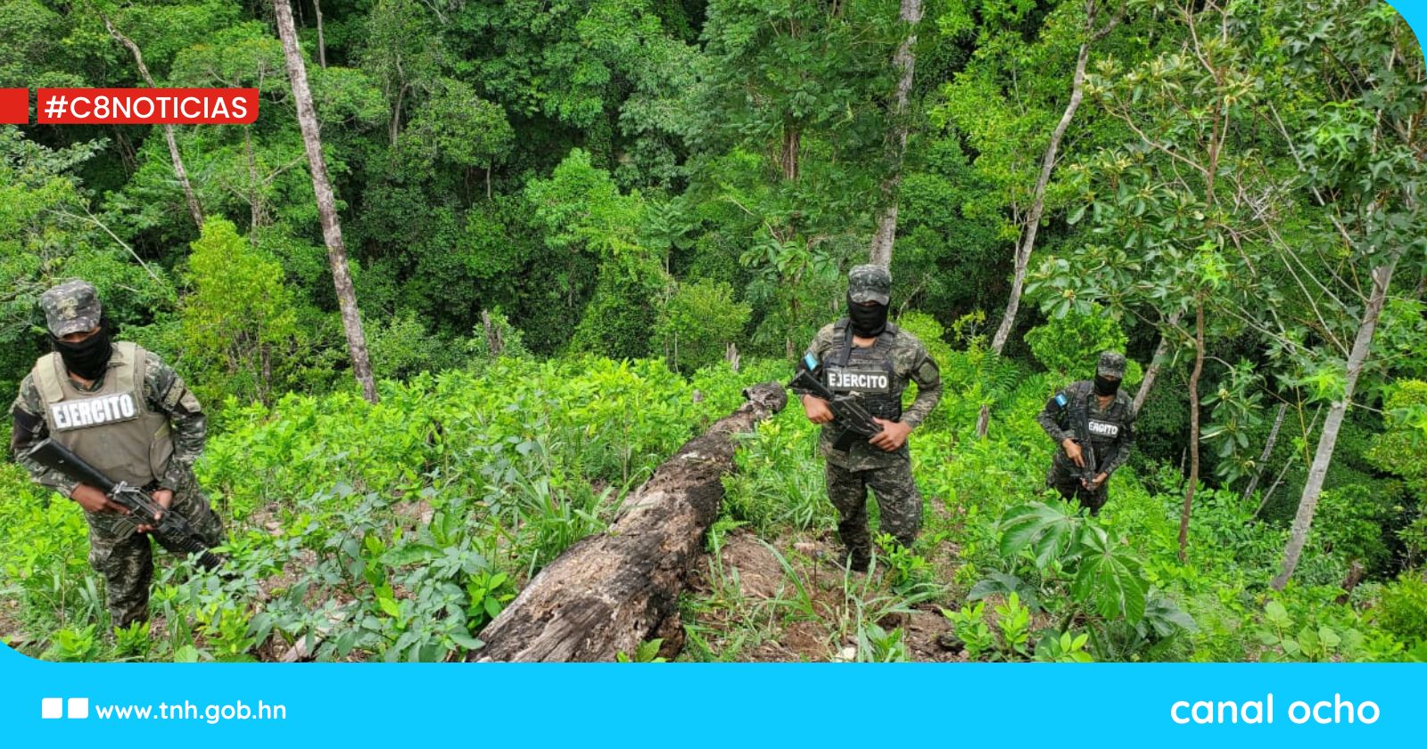 FF. AA. aseguran 100 mil arbustos de hoja de coca en Limón, Colón