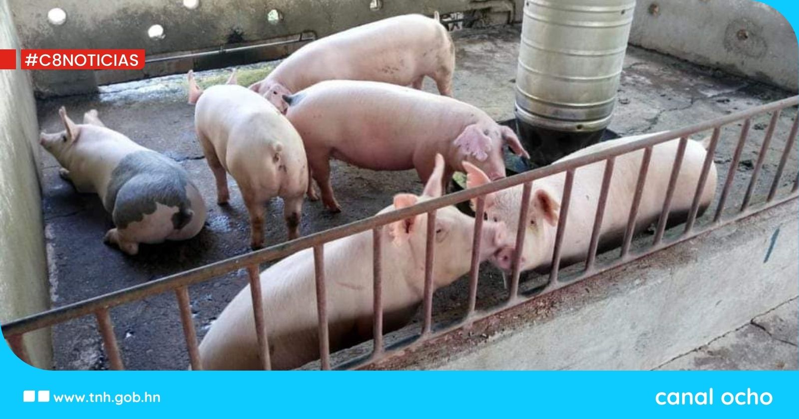 Gobierno beneficia a 5 mil porcinocultores con pie de cría de alta calidad genética