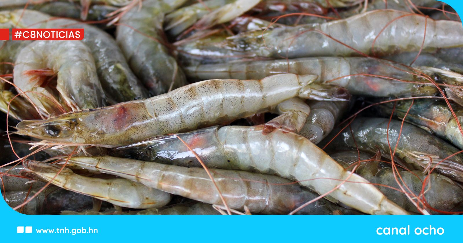 Dos contenedores de camarón hondureño van rumbo a China esta semana