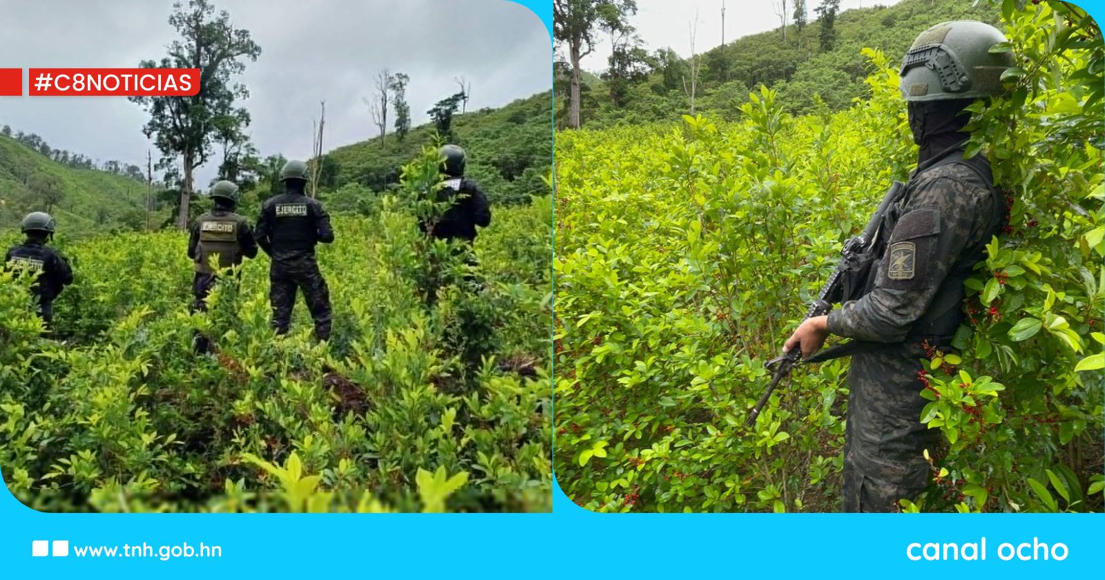 FF. AA. aseguran más de 110 mil arbustos de coca en Colón