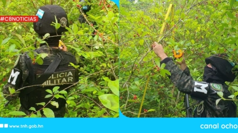 plantas de coca