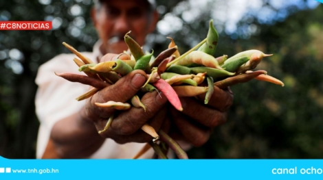 inseguridad alimentaria