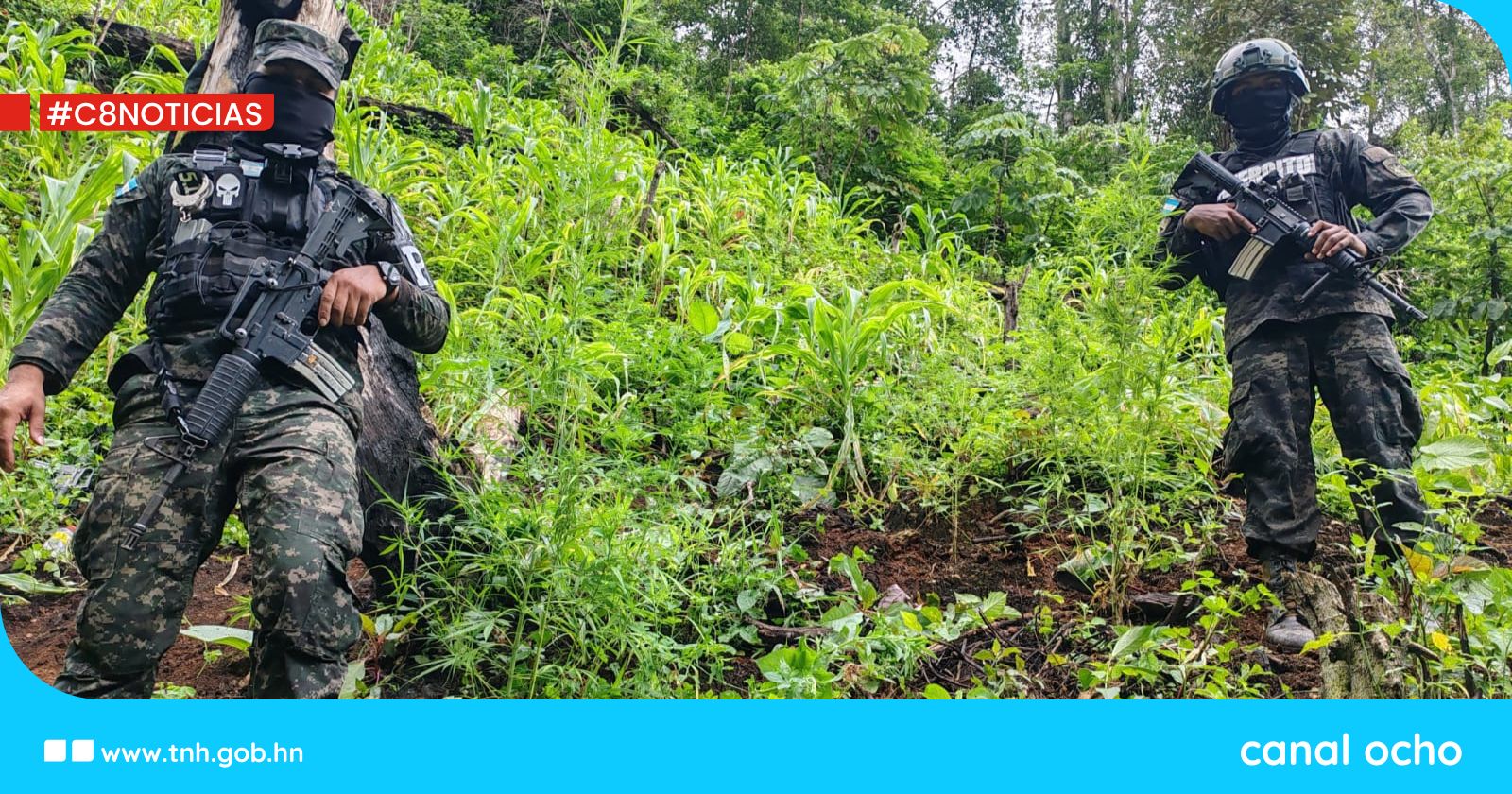 Policía Militar desmantela plantación de marihuana en El Paraíso