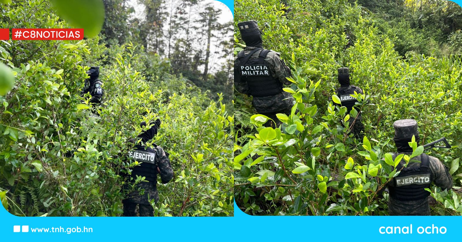 FF. AA. aseguraron dos plantaciones con arbustos de hoja de coca en Olanchito