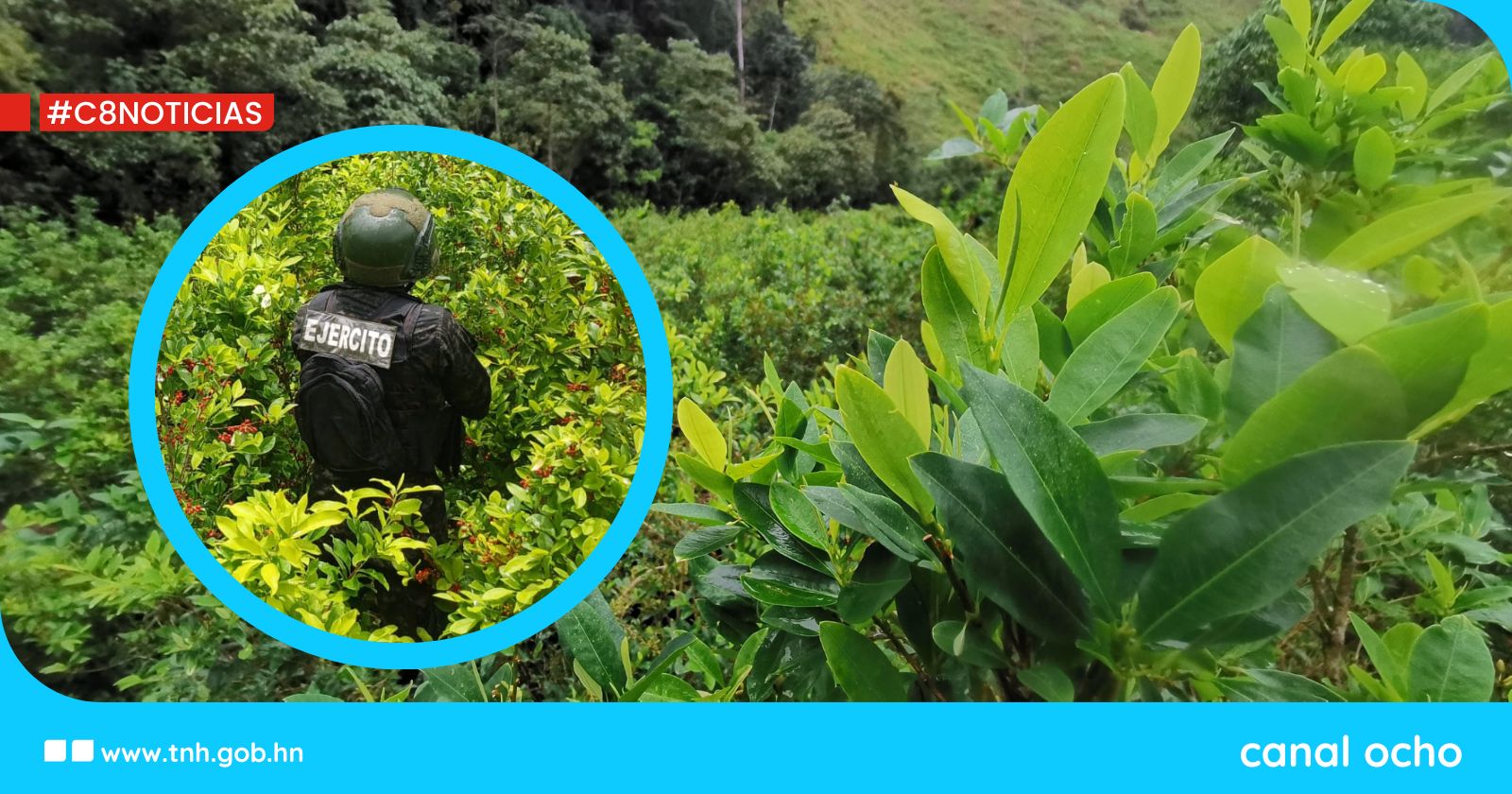 Fuerzas Armadas desmantelan plantación de coca en Colón