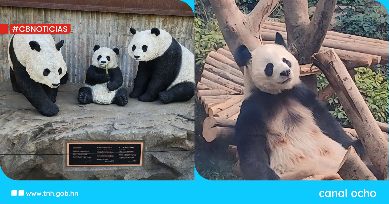 Chengdu, el paraíso de los pandas en China