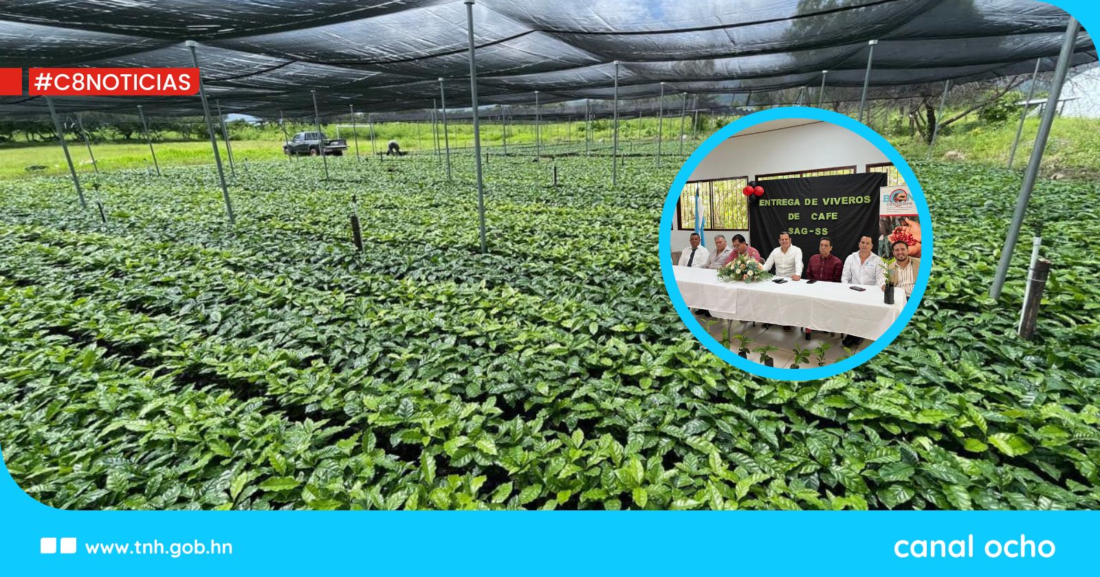 SAG entrega 200 mil plantas de café en Ocotepeque