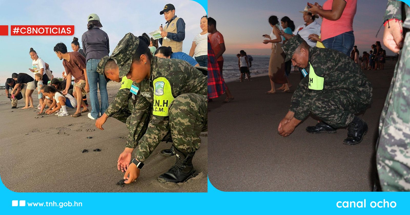 Fuerza Naval participa en la liberación de 200 tortugas golfinas