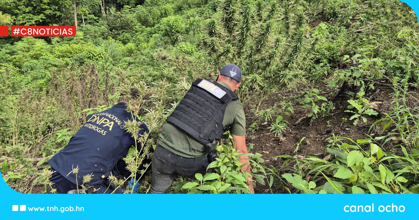 Desmantelan plantación de marihuana en Gualaco, Olancho