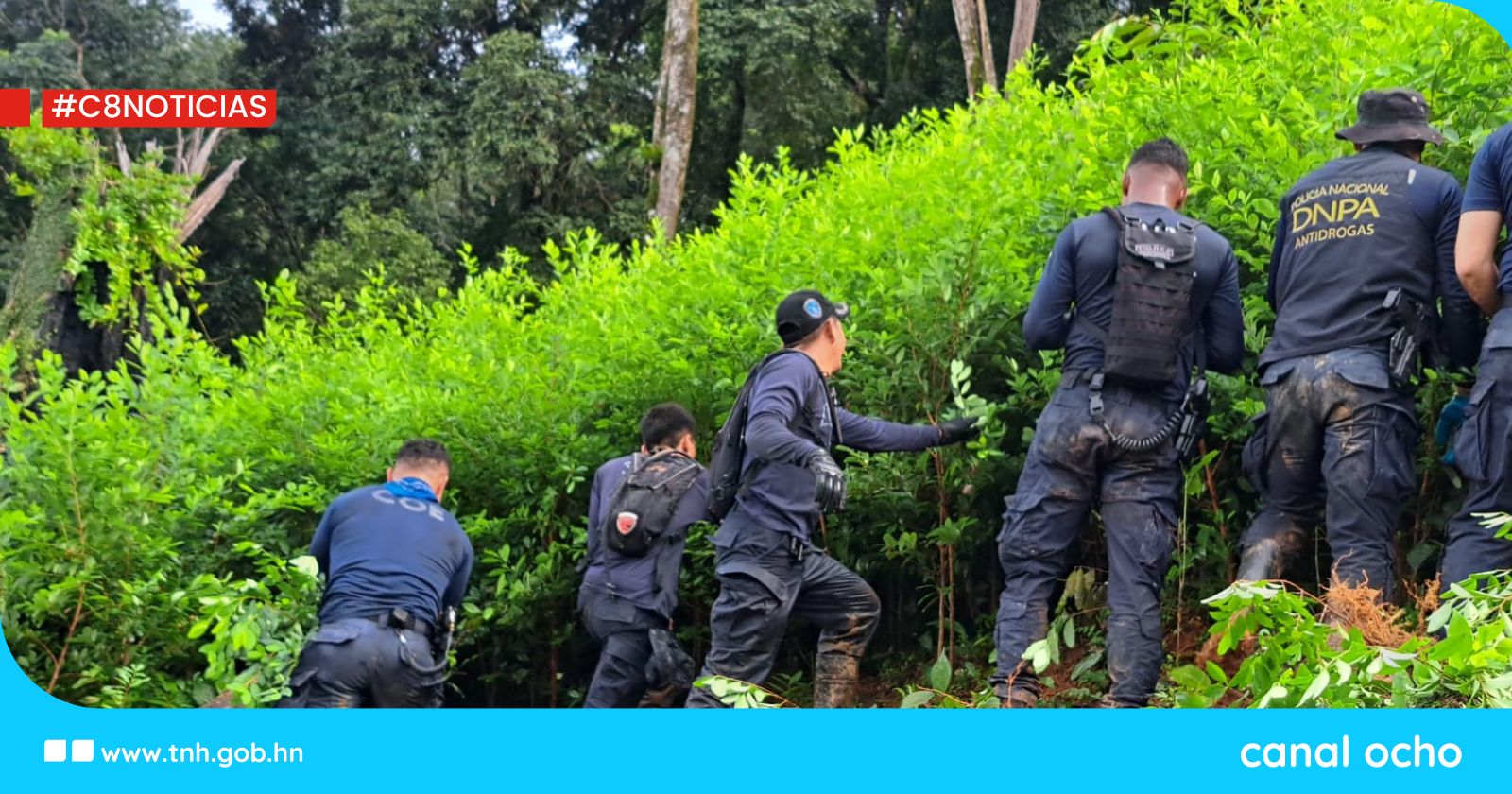 Destruyen 50,000 arbustos de hoja de coca y un laboratorio clandestino en Atlántida