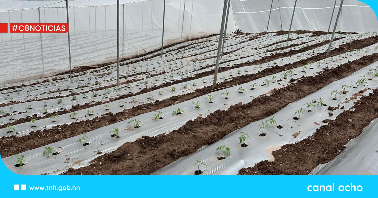 SAG entrega invernaderos y casas malla para el cultivo de tomate y chile en Santa Bárbara