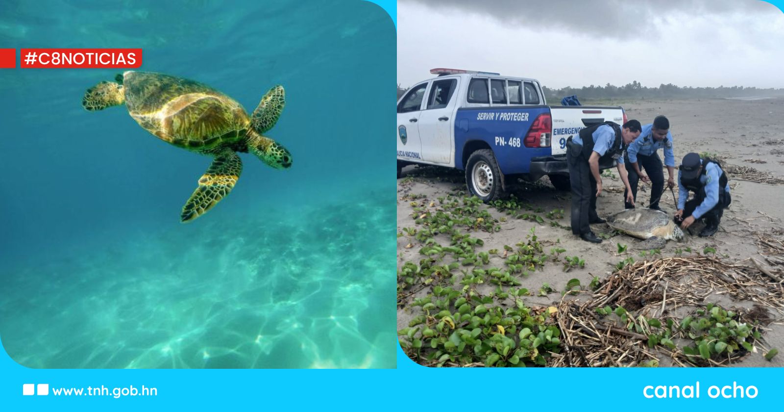 Rescatan a tortuga que pretendía ser consumida como alimento en Iriona, Colón