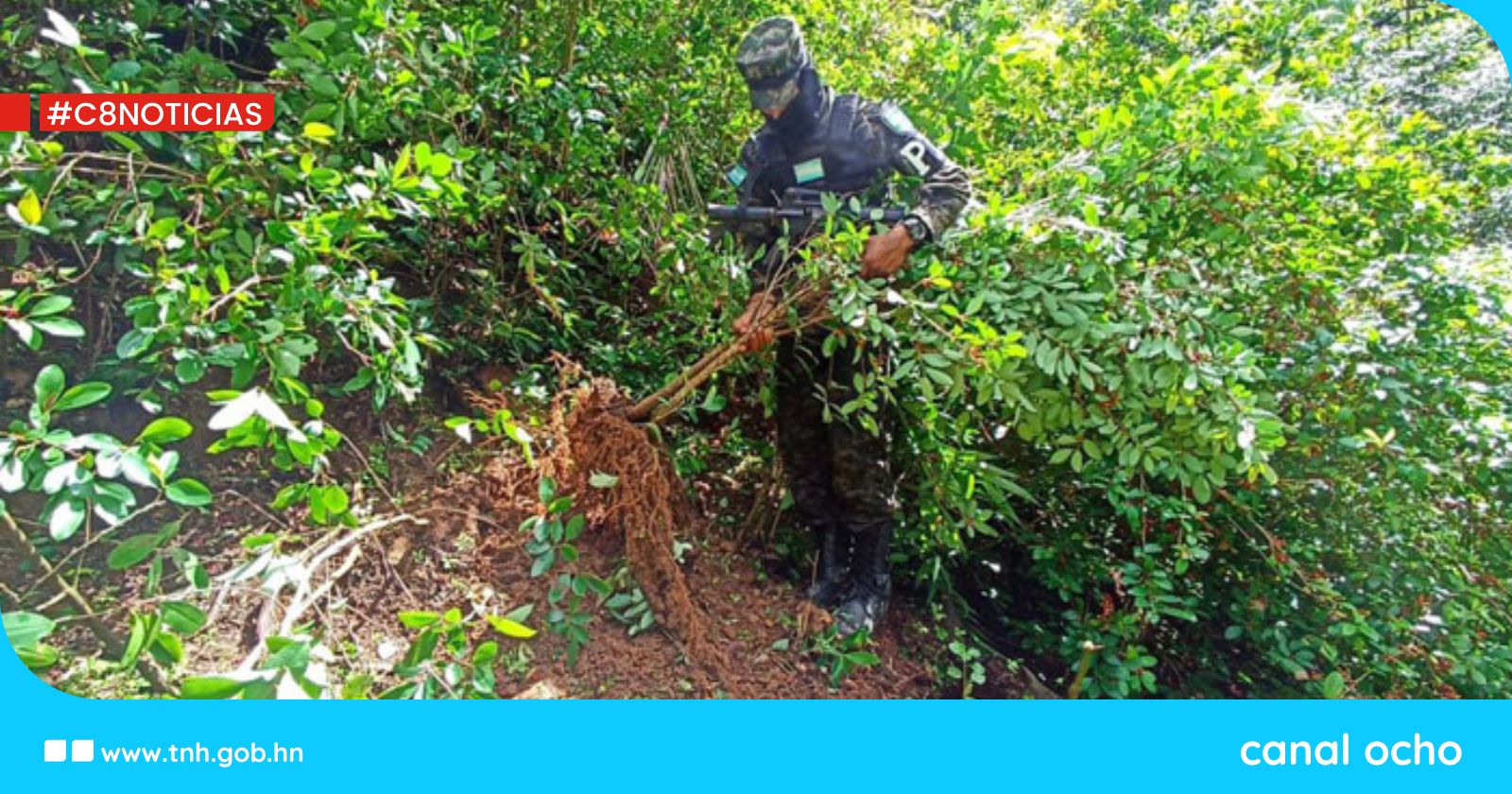 FF. AA. erradican dos plantaciones de coca en Gracias a Dios