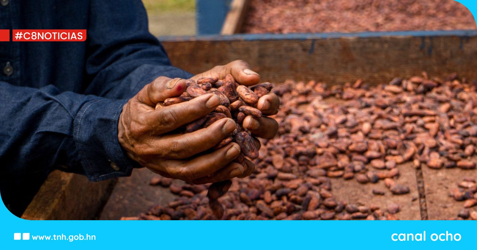 Seis muestras destacadas hondureñas participarán en los Premios Cacao de Excelencia 2025