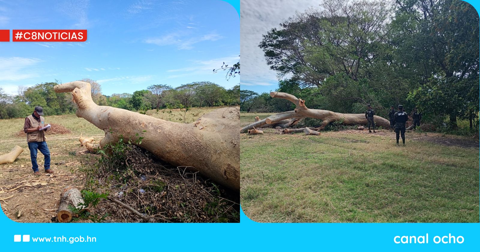 Realizan inspección por corte ilegal de árboles en carretera hacia Orocuina