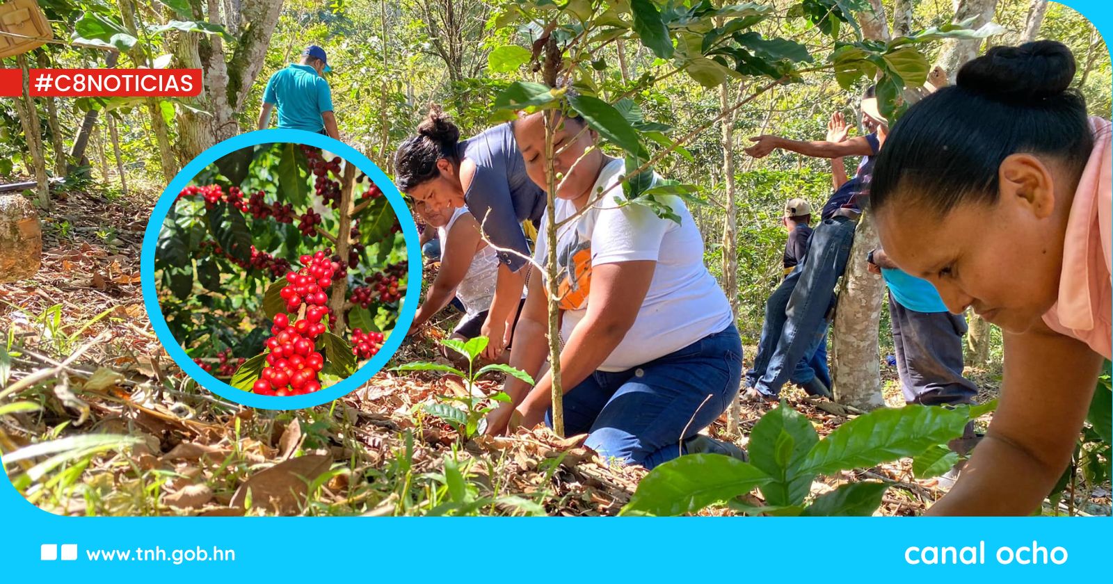 Estas son las recomendaciones de la SAG para el manejo adecuado del cultivo de café