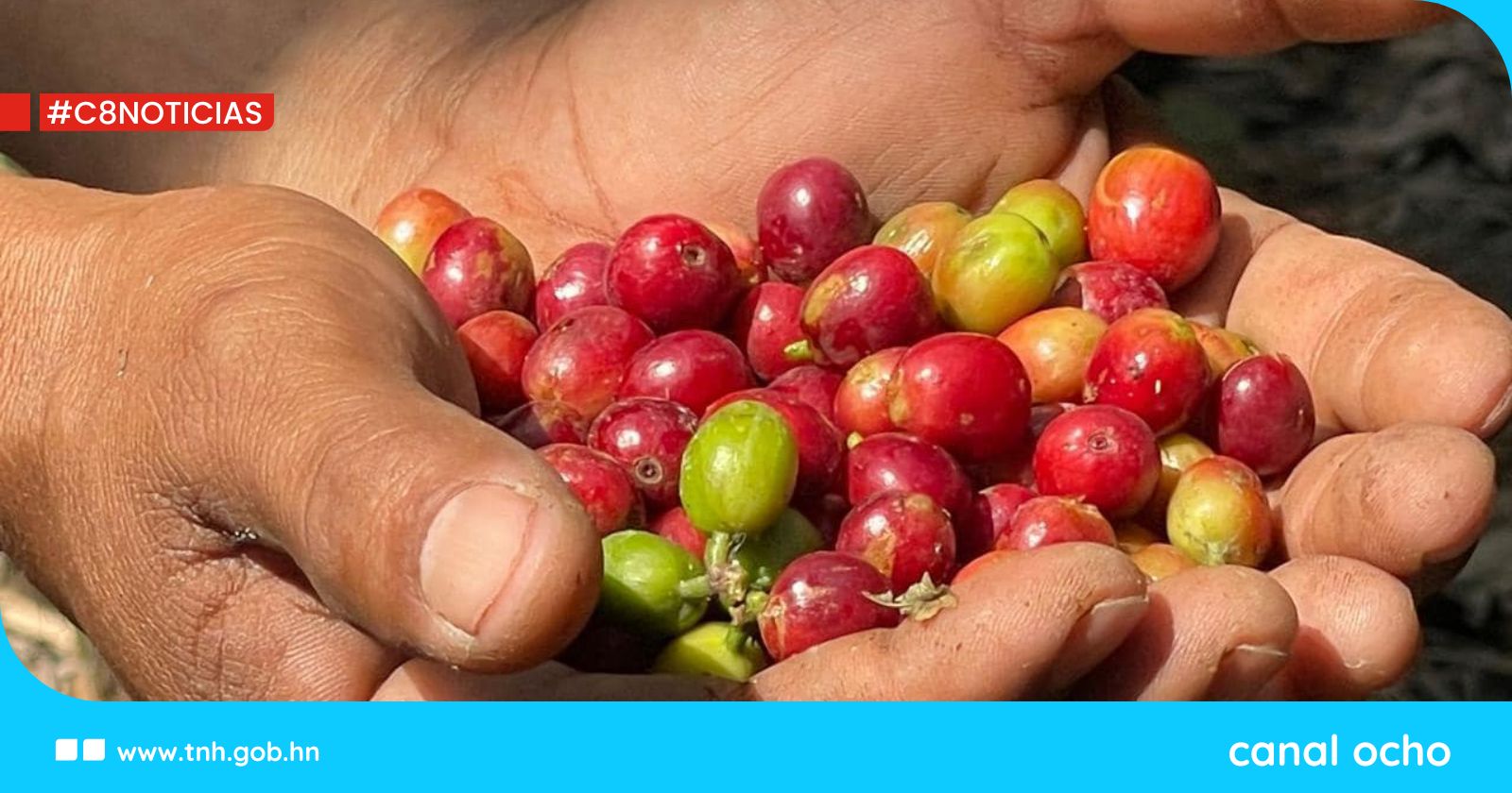 Precio internacional del café hondureño supera los $324 por quintal