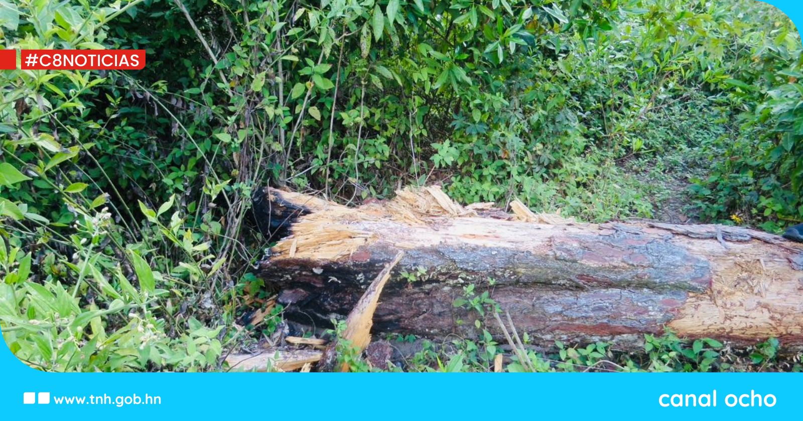 Auto de formal procesamiento por corte de árboles en San Buenaventura