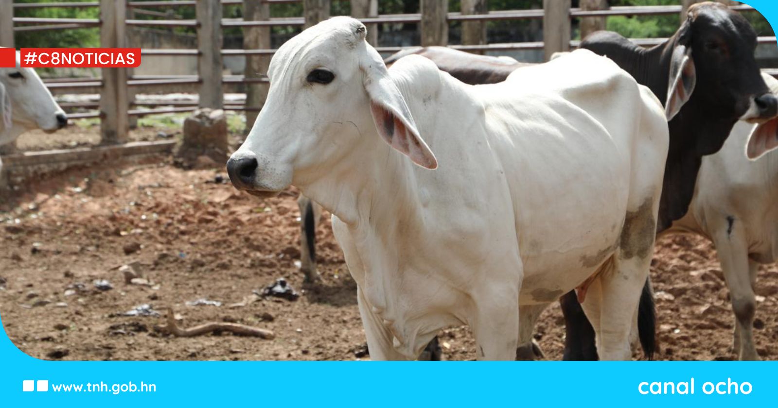 Senasa fortalece la lucha contra el gusano barrenador del ganado