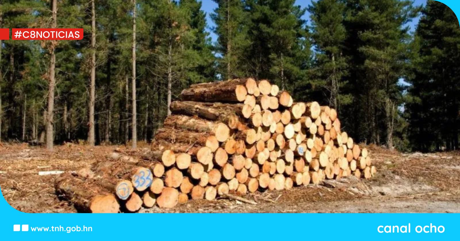 Comercialización de madera será a través de venta pública para un proceso transparente