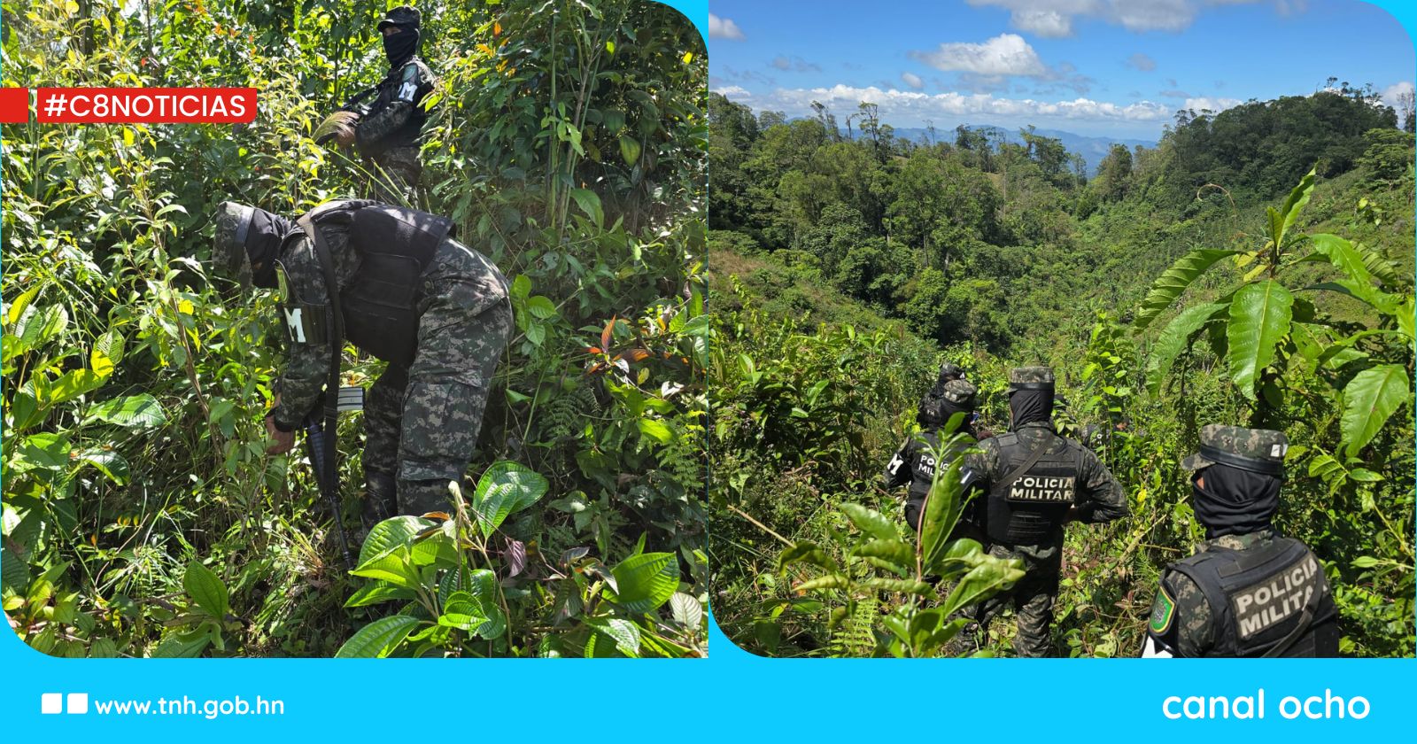 FF. AA. asegura 17,500 arbustos de hoja de coca en Olancho