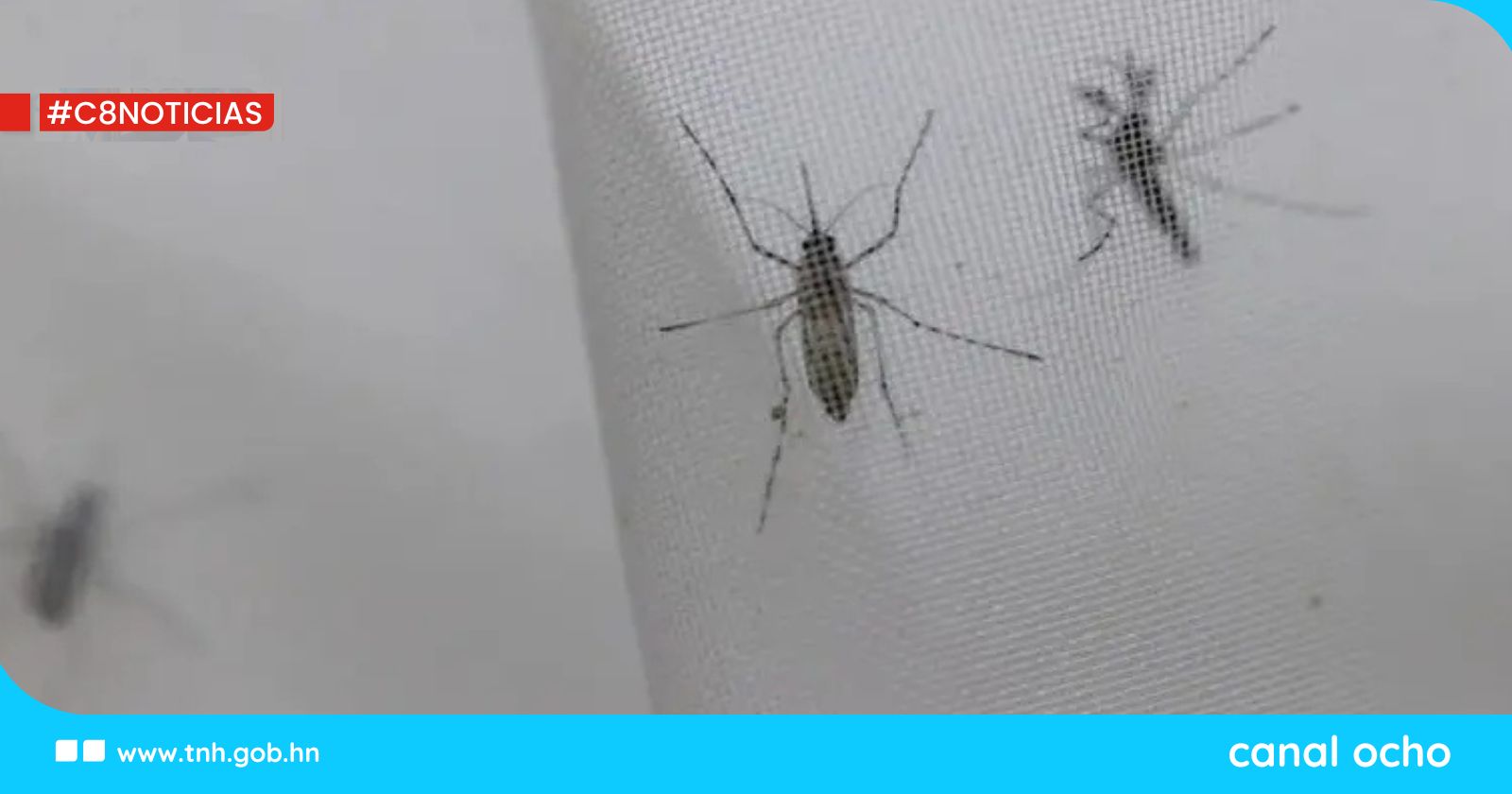 Declaran situación de epidemia por dengue en São Paulo, Brasil