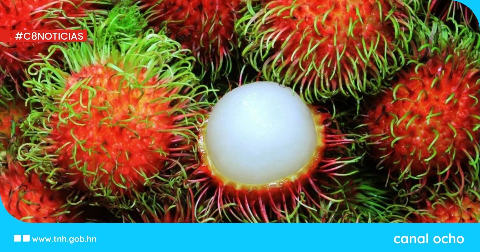 ¡En crecimiento! Cultivo de rambután genera unos L500 millones